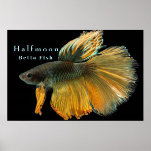 Affiche Belle Siamese Combattre Poisson Betta demi-lune