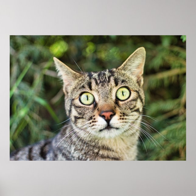 Affiche Belle tabby gris aux yeux verts gros plan (Devant)