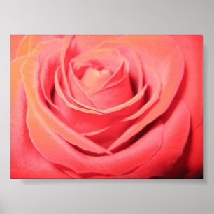 Affiche Belle toile rose