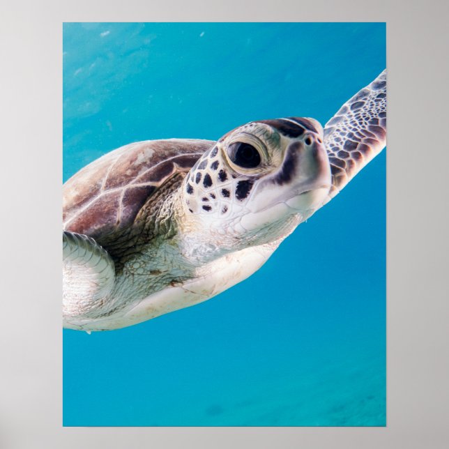 Affiche Belle tortue de mer Baignade dans l'océan (Devant)
