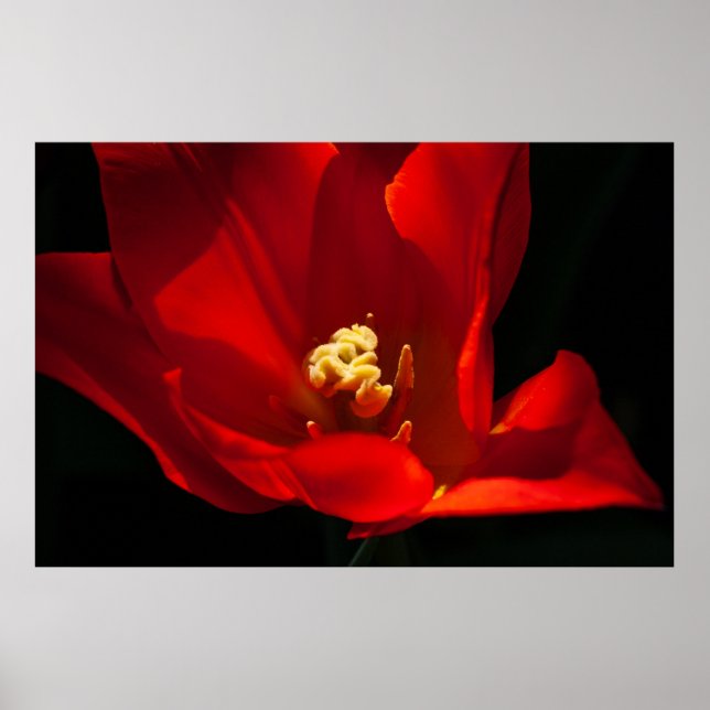Affiche Belle Tulip Flower Photography (Devant)