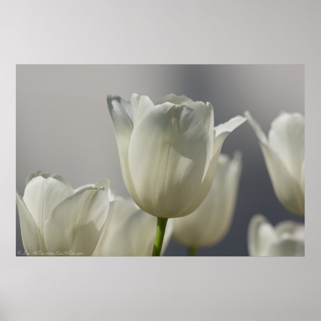 Affiche Belle Tulipe de printemps blanche (Devant)