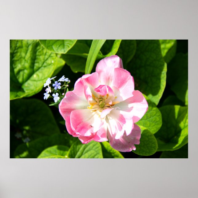 Affiche Belle tulipe rose (Devant)