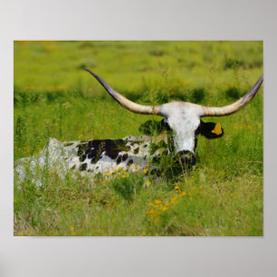 Affiche Belle vache Longhorn dans une prairie d'art photog
