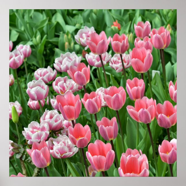 Affiche Belle vue sur un champ de tulipes roses (Devant)