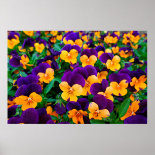 Affiche Belles boiseries fleuries dans le jardin