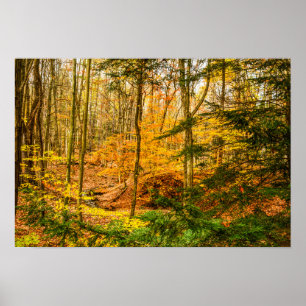 Affiche Belles Couleurs d'Automne Arbres Forêt
