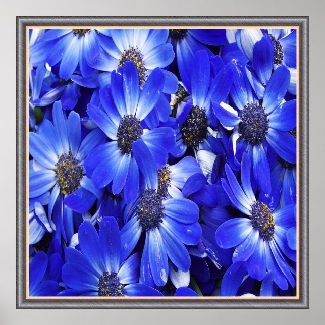 Affiche Belles Fleurs Bleues (Devant)