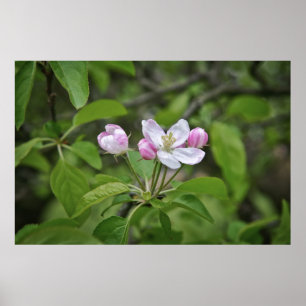 Affiche Belles fleurs dans le jardin de pommiers