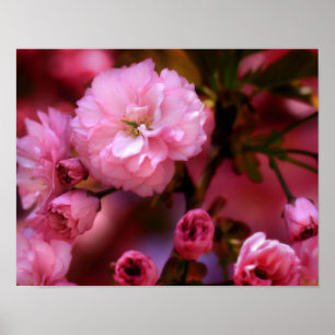 Affiche Belles fleurs de cerisiers rose printemps