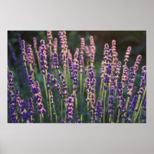 Affiche Belles fleurs de Lavande illuminée