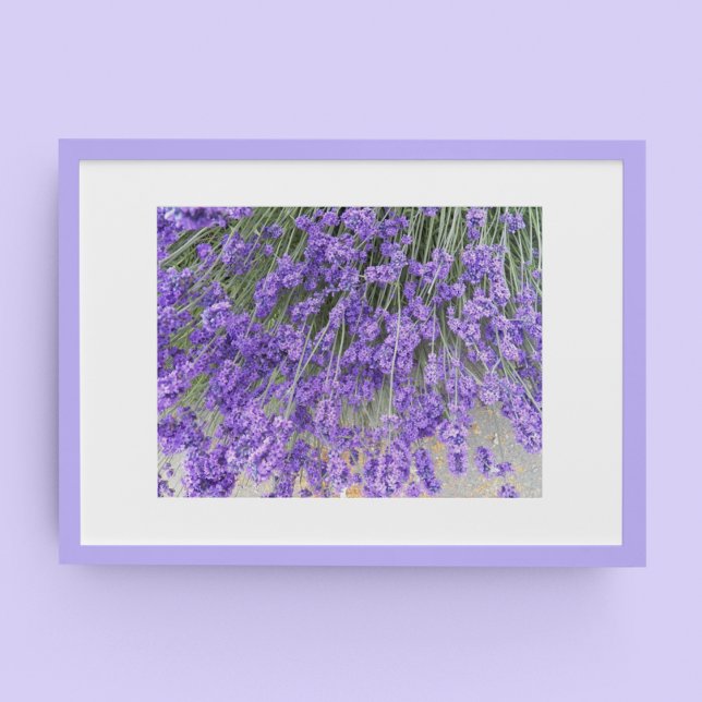 Affiche Belles Fleurs de Lavande Photographie Florale (In Situ Framed)