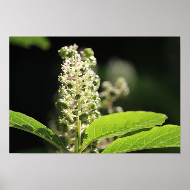 Affiche Belles fleurs de Plante de Pokeweed blanc (Devant)