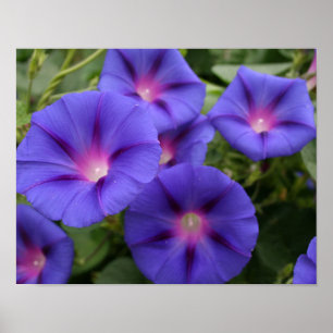 Affiche Belles gloires de matin en fleur