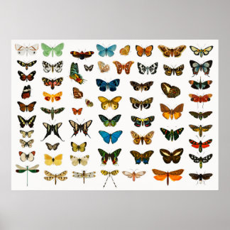 Affiche Belles papillons