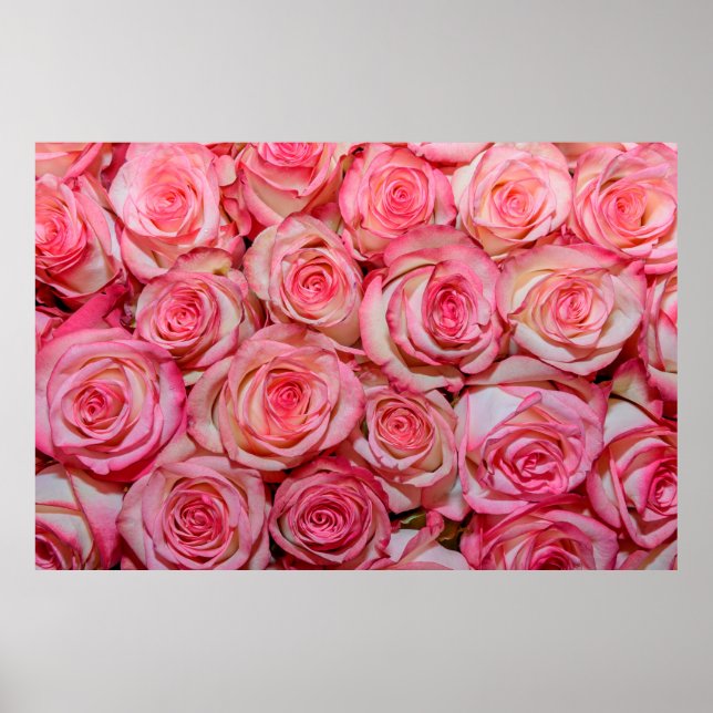 Affiche Belles roses roses roses (Devant)