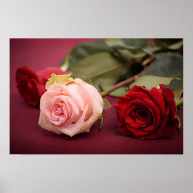 Affiche Belles roses rouges et roses (Devant)