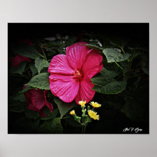 Affiche Belles Visions Hibiscus Floral Wall Art GPsg