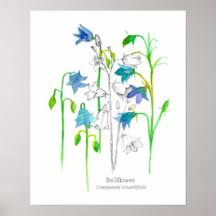 Affiche Bellflower Art Botanique Langue des Fleurs