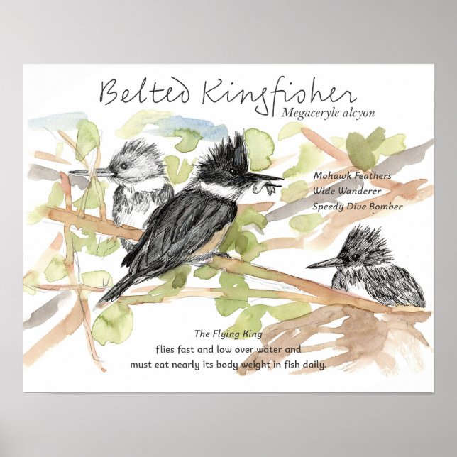 Affiche Belted Kingfisher Bird Minnow Fish Trees (Devant)