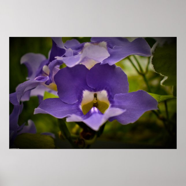 Affiche Bénédiction de la nature (Devant)