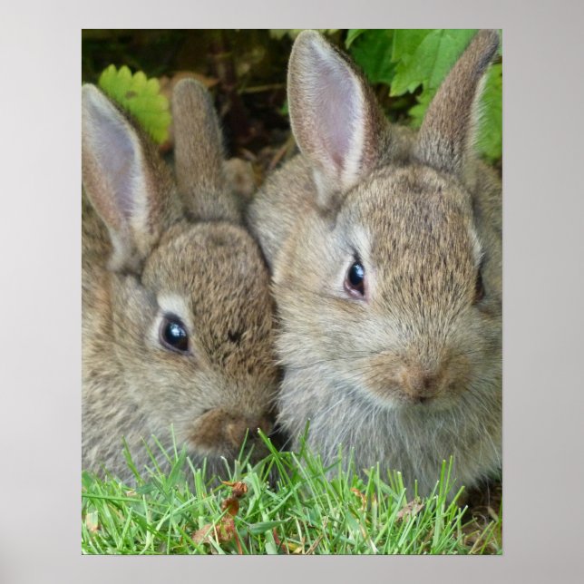 Affiche Bénédictions et foi de lapins de Pâques (Devant)