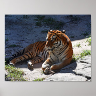 Affiche Bengal Tiger Sunbathing