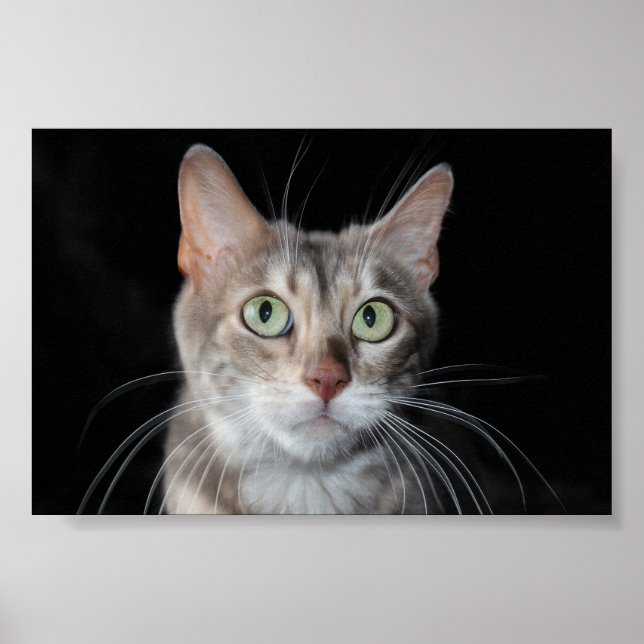 Affiche Bengale brun bleu rare Photo de chat (Devant)