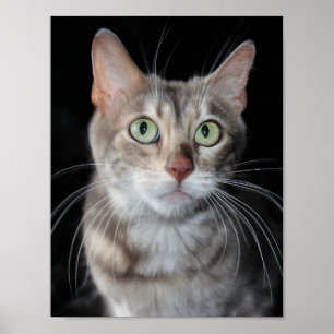 Affiche Bengale brun bleu rare Photo de chat