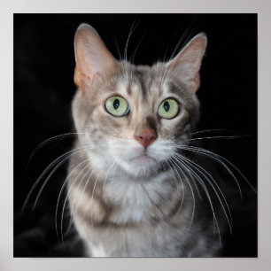 Affiche Bengale brun bleu rare Photo de chat