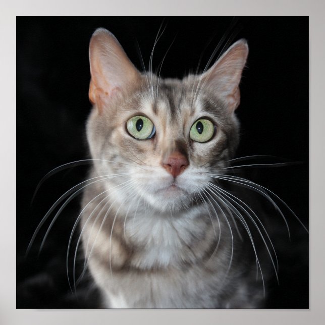 Affiche Bengale brun bleu rare Photo de chat (Devant)