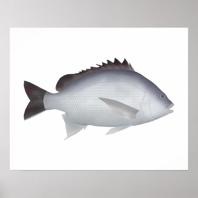 Affiche Bengale Yellowfin (Devant)