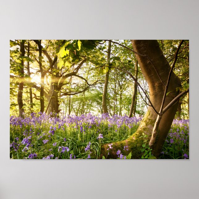Affiche Bent arbre dans la forêt bluebell (Devant)