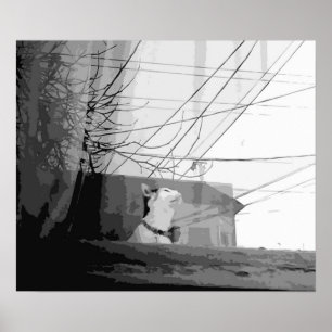 Affiche Berceau de chat