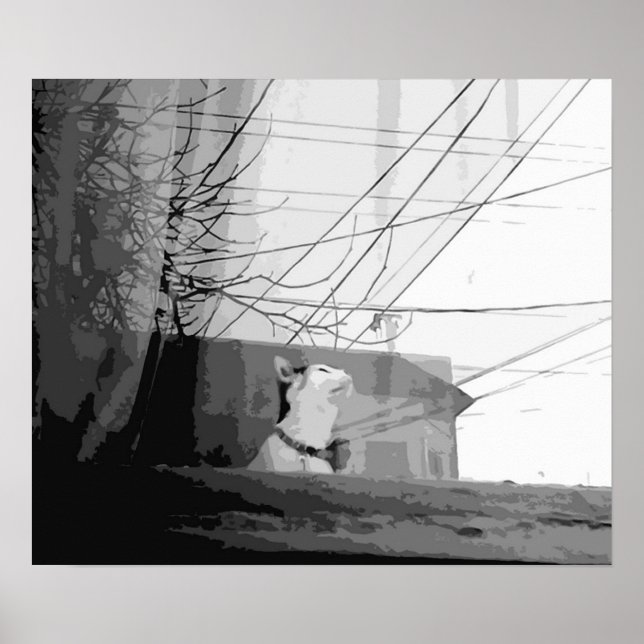 Affiche Berceau de chat (Devant)