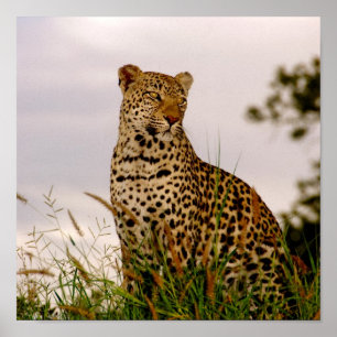 Affiche Berge de Dudley