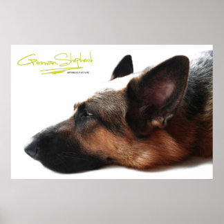 Affiche Berger Allemand