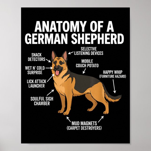 Affiche Berger allemand  (Devant)
