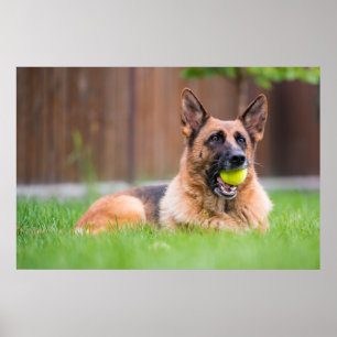 Affiche Berger Allemand Avec Bal De Tennis