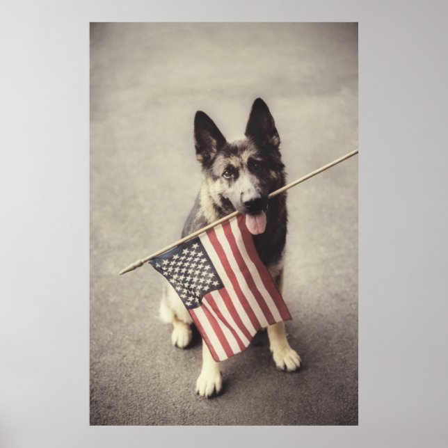 Affiche Berger Allemand Avec Drapeau US (Devant)