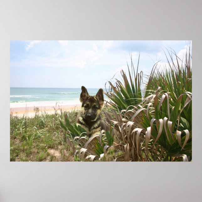 Affiche berger allemand Beachgrass (Devant)