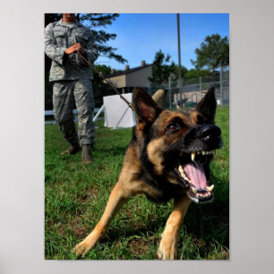 Affiche Berger allemand de écorcement