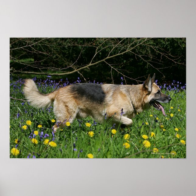 Affiche Berger allemand en fleurs jaunes (Devant)