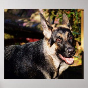 Affiche Berger allemand par Shirley Taylor