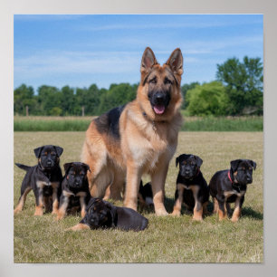 Affiche Berger allemand personnalisable avec des chiots ad