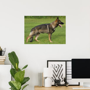 Affiche Berger Allemand Sable Complet