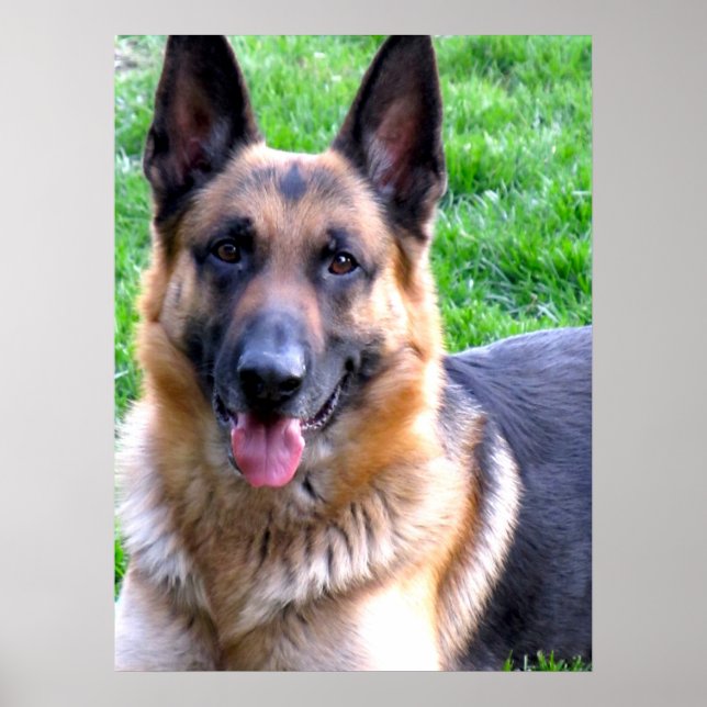 Affiche berger allemande (Devant)