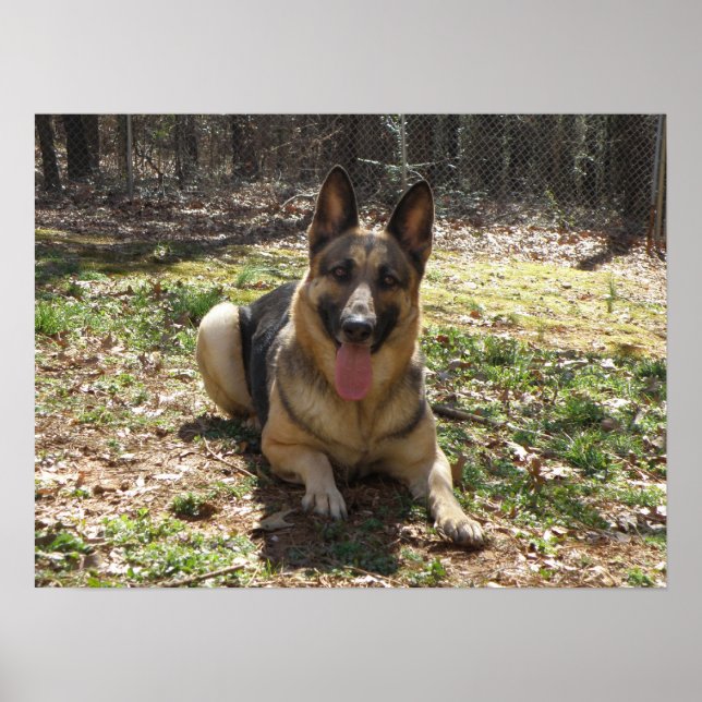 Affiche berger allemande (Devant)