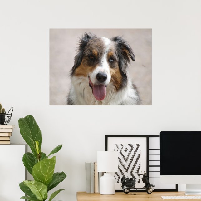 Affiche berger australien merle (Bureau à domicile)