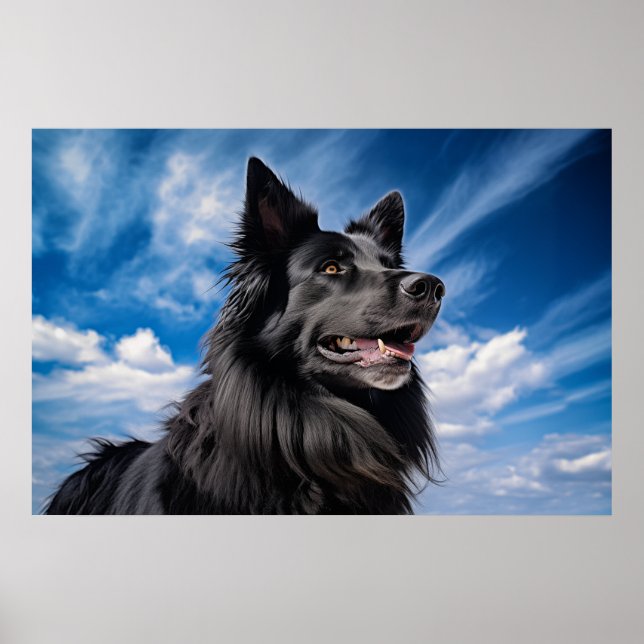 Affiche Berger belge Groenendael (Devant)